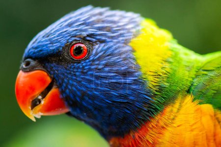 The rainbow lorikeet is a species of parrot found in Australia. It is common along the eastern seaboard, from northern Queensland to South Australia. Its habitat is rainforest, coastal bush and woodland areas.