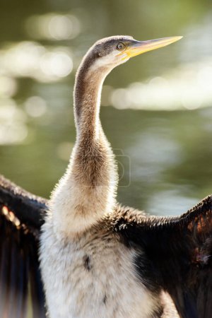 The Australasian darter or Australian darter is a species of bird in the darter family, Anhingidae. It is found in Australia, Indonesia, and Papua New Guinea. The scientific name for the bird is Anhinga novaehollandiae.