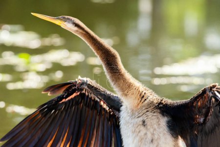 The Australasian darter or Australian darter is a species of bird in the darter family, Anhingidae. It is found in Australia, Indonesia, and Papua New Guinea. The scientific name for the bird is Anhinga novaehollandiae.