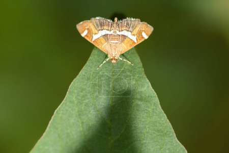 Spoladea Recurvalis Moth ruht am Morgen auf Laub am Oxley Creek Common, Brisbane, Queensland.
