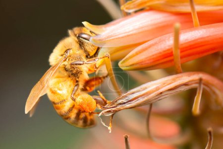 abeille domestique européenne également connue sous le nom Apis mellifera
.