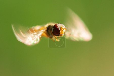 Episyrphus balteatus, sometimes called the marmalade hoverfly, is a relatively small hoverfly of the Syrphidae family. 