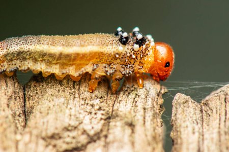 Un acercamiento detallado de las larvas de Pergidae, estas son las larvas de la sierra. 