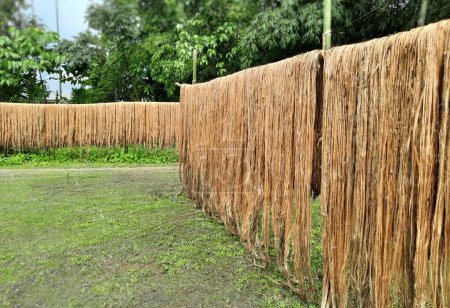 Téléchargez les photos : Fibre de jute crue suspendue sous le soleil pour séchage. Culture de jute à Assam, en Inde. Le jute est connu sous le nom de fibre dorée. C'est une fibre végétale naturelle brun jaunâtre - en image libre de droit