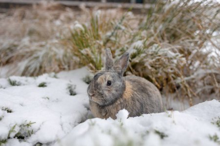 Hübsches Kaninchen sitzt auf Schnee im Winterwald.