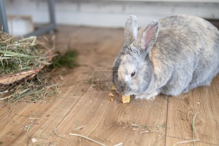 Foto de Conejo divertido conejo comiendo manzana seca de cerca. - Imagen libre de derechos