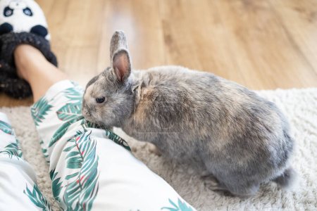 Téléchargez les photos : Mignon lapin gris appréciant à la maison - en image libre de droit