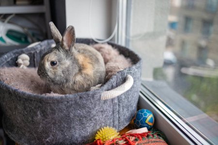 Cute grey rabbit enjoying at home