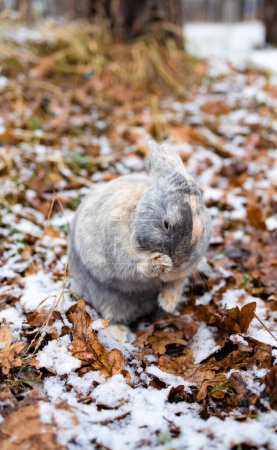 small brown bunny in the the snow, with selective focus on face