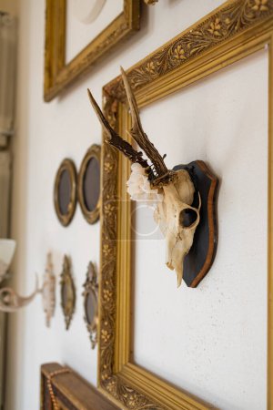 Photo for Antelope skull on the wall. Wall decor. animals skull. - Royalty Free Image