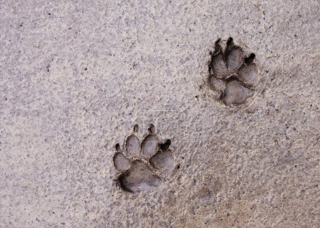 Téléchargez les photos : Empreintes de pattes de chien dans un marais après la pluie. animaux à quatre pattes. Empreinte boueuse de patte de chien. Empreintes de chien dans la boue. - en image libre de droit