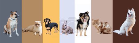 Collage von Haustieren in voller Länge isoliert auf buntem Hintergrund.