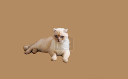 Foto de Blanco británico gato de taquigrafía mintiendo, espacios de copia. Banner. - Imagen libre de derechos
