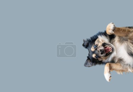 Photo for Studio shot of an adorable Border Collie isolated on blue background. - Royalty Free Image