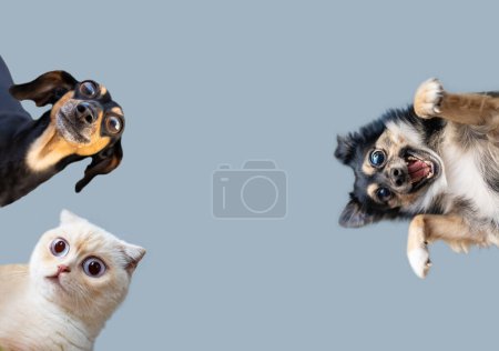 Zbliżenie portret zabawnego psa i wesołego kota z szalonymi dużymi oczami odizolowanymi na niebieskim tle. Portret zaskoczonych zwierząt z szeroko otwartymi oczami.