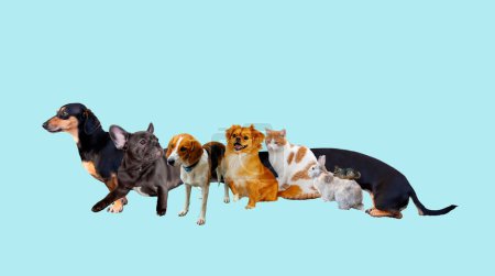 Generic cute animal pets sitting on blue background, website banner or social media cover. Funny long body of dachshund dog.