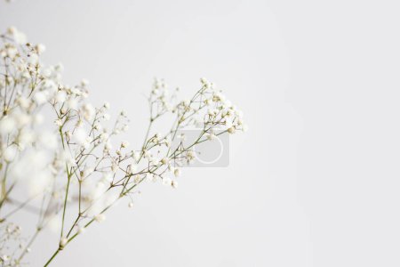 Photo for Minimalistic composition of dried flowers. vase with white flowers on a wall background. - Royalty Free Image