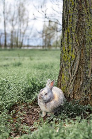 Téléchargez les photos : Lièvre dans le champ vert, lièvre gris dans l'habitat sauvage entre les arbres sur fond vert. - en image libre de droit