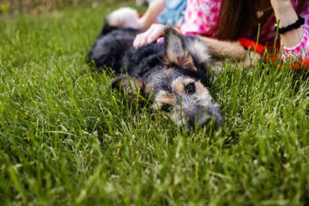 Téléchargez les photos : Un chien repose dans l'herbe verte luxuriante, profitant de son environnement paisible. - en image libre de droit