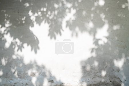 Téléchargez les photos : Abstrait laisse fond d'ombre. Feuilles naturelles, branches d'arbres, ombres et lumière du soleil peintes sur la texture d'un mur en béton blanc dans le jardin pour le fond et le papier peint - en image libre de droit