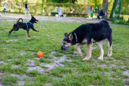Photo for Small dogs playing with a toy ball in a park in summer. - Royalty Free Image