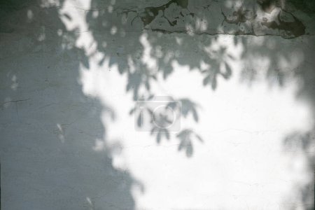 Téléchargez les photos : Abstrait laisse fond d'ombre. Feuilles naturelles, branches d'arbres, ombres et lumière du soleil peintes sur la texture d'un mur en béton blanc dans le jardin pour le fond et le papier peint - en image libre de droit