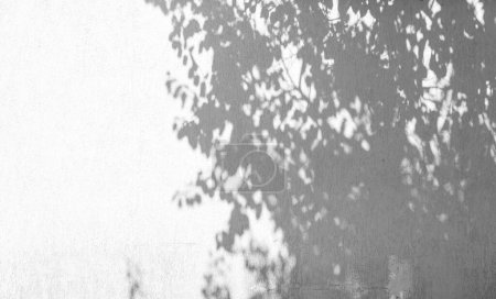Téléchargez les photos : L'ombre d'un arbre avec des feuilles, une branche et une ombre claire d'un grand arbre sur un fond blanc d'un mur de béton, monochrome, art de l'ombre naturelle sur le mur - en image libre de droit