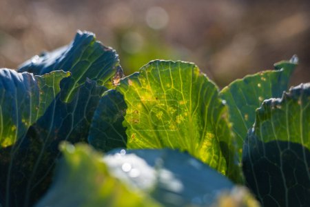 Foto de Cabeza de repollo verde en la granja orgánica de alimentos vegetales. Col moho bajo.Col y coliflor. - Imagen libre de derechos