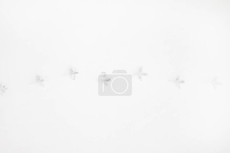 Photo for Bird tracks in the snow. Background with copy space for text - Royalty Free Image