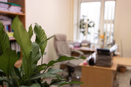 Interior of a modern office with green plants. Blurred background