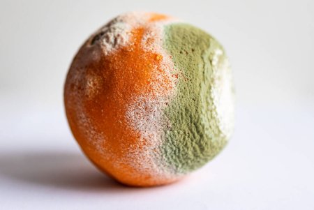 Téléchargez les photos : Orange pourri moisi isolé sur fond blanc. Fruits moisis. - en image libre de droit