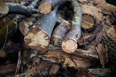 tala ilegal de árboles en el bosque. concepto de ecología
.