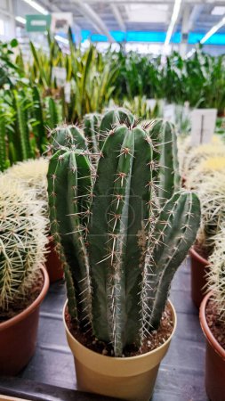 An array of cacti in a sunny greenhouse showcases the beauty and variety of these resilient plants.