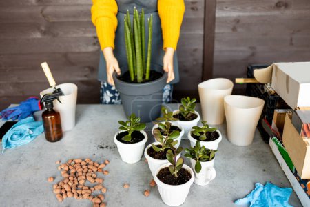 Woman gardeners hand transplanting cacti and succulents in cement pots on the wooden table. Concept of home garden.