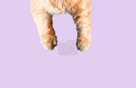 Paws of cat Isolated on pink background.