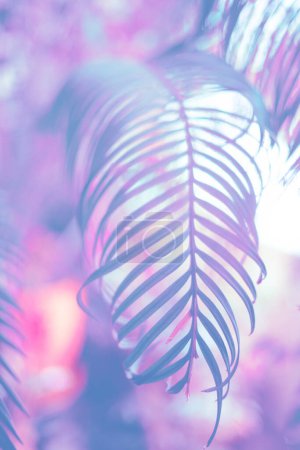 Photo for Colorful neon exotic leaves gradient tropical layout. Nature concept. Minimal holographic colors  jungle flat lay. - Royalty Free Image