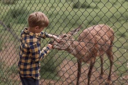 Photo for Boy Feeding Deer in the Deer Park. High quality photo - Royalty Free Image