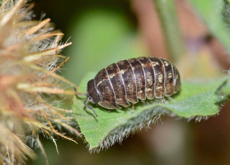 Téléchargez les photos : Sow bug on a leaf in ground foliage in Houston, TX. Arthropode commun qui a beaucoup de noms se trouve dans le monde entier. - en image libre de droit