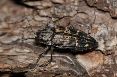 Téléchargez les photos : Metallic Wood-Boring Beetle (Buprestis consularis) on plant bark in Houston, TX. Macro closeup dorsal view. Insect native to North America. - en image libre de droit