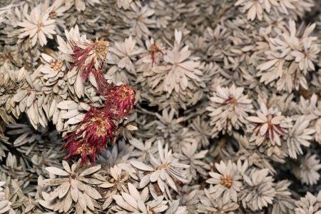 Foto de Dead and dying Bottlebrush plants  (Callistemon) after exposure to freezing cold ice storms in Texas USA. - Imagen libre de derechos