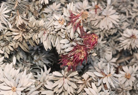 Foto de Dead and dying Bottlebrush plants (Callistemon) after exposure to freezing cold ice storms in Texas USA. - Imagen libre de derechos