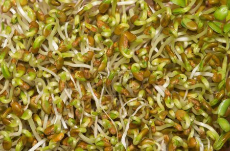 Foto de Brotes de alfalfa inmaduros con vainas de semillas, directamente encima de la imagen macro. Ingrediente saludable con antioxidantes comúnmente utilizados en sándwiches y ensaladas. - Imagen libre de derechos