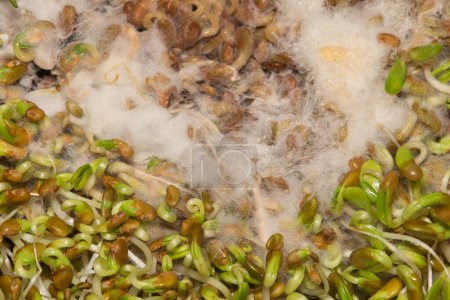 Foto de Rotten alfalfa sprouts with white mold growing on it, directly above macro image. Expired food health concept. - Imagen libre de derechos