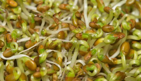 Téléchargez les photos : Immature alfalfa sprouts with seed pods, selective focus macro image. Healthy ingredient with antioxidants commonly used in sandwiches and salads. - en image libre de droit