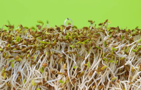 Foto de Immature alfalfa sprouts standing upright, side view macro image. Healthy ingredient with antioxidants commonly used in sandwiches and salads. - Imagen libre de derechos