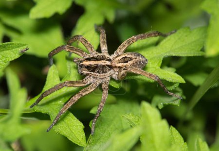 Wolf spider (Schizocosa avida) hunting for prey in green ground foliage at night in Houston, TX. Species is found in North America.