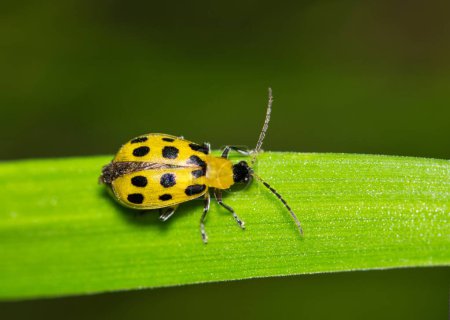 Spotted Cucumber Beetle (Diabrotica undecimpunctata) crawling along a blade of grass with copy space. Pest species in the USA that destroy crops.