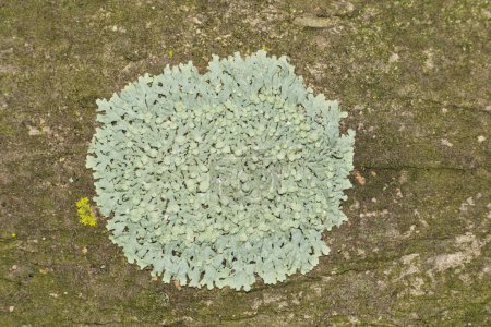 Foto de Lichen común del escudo verde (Flavoparmelia caperata) que crece en un árbol del mirto de Crepe. Organismos compuestos no relacionados con plantas que se encuentran en todo el mundo. - Imagen libre de derechos