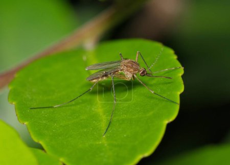 Foto de Mosquito en una hoja verde por la noche en Houston, TX. Son más prolíficos durante los meses más cálidos y pueden portar el virus del Nilo Occidental.. - Imagen libre de derechos