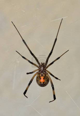 Brown Widow Spider (Latrodectus geometricus) in its web ventral view copy space. Nature pest control concept.